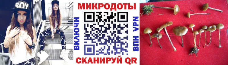 Галлюциногенные грибы Psilocybe как найти Сычёвка